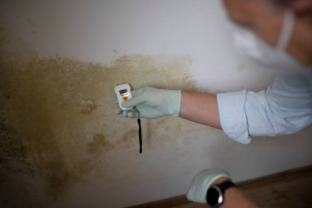Best Mold Remediation  in Hazen, AR